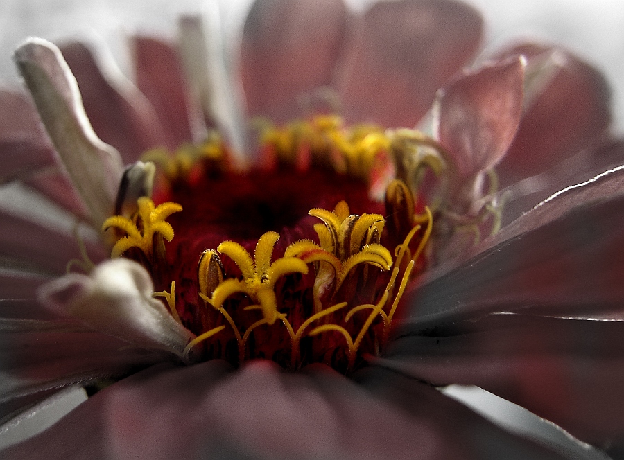 Cynia