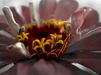 Cynia