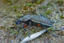 Biegacz Granulowany