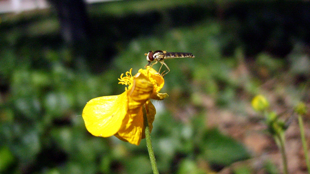 Bzzzzz