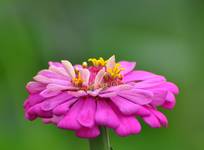 Cynia