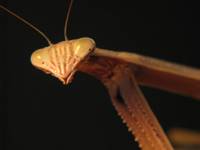 Tenodera aridifolia sinensis