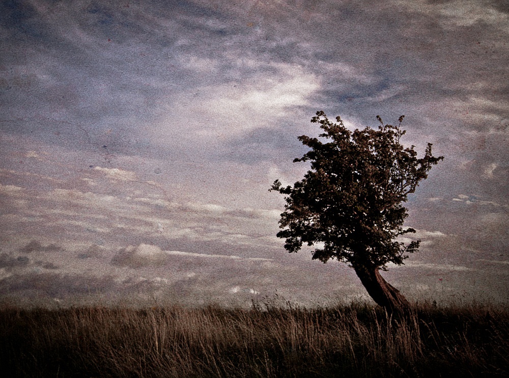 Just tree