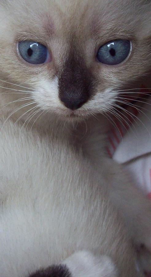aniołek