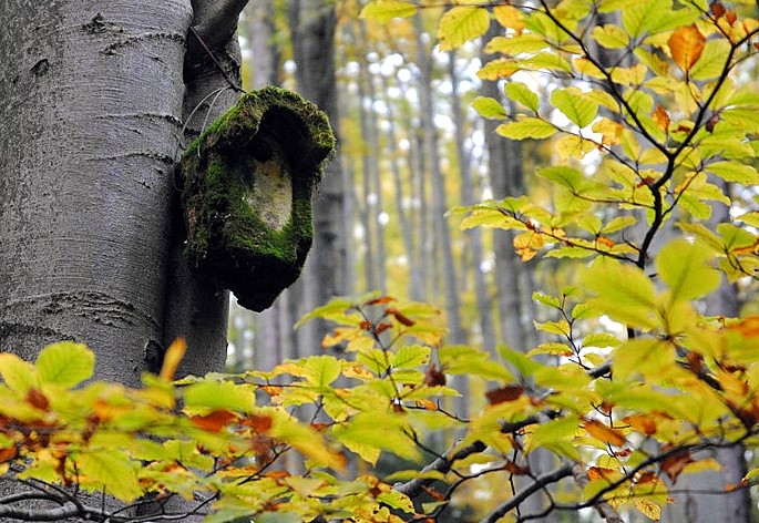Budka