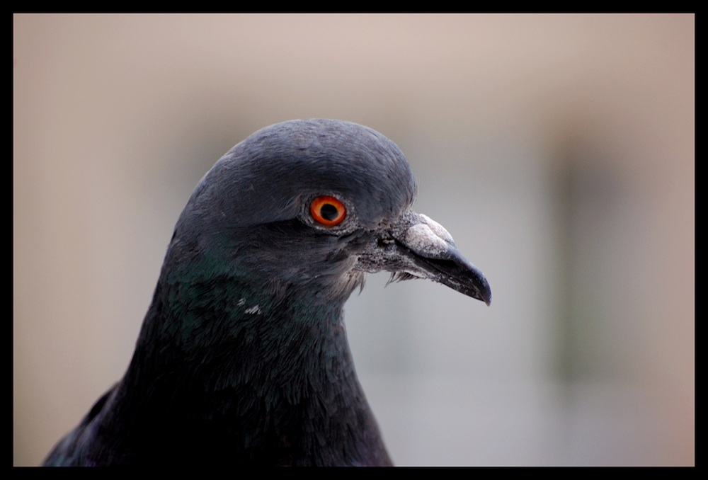 pigeon