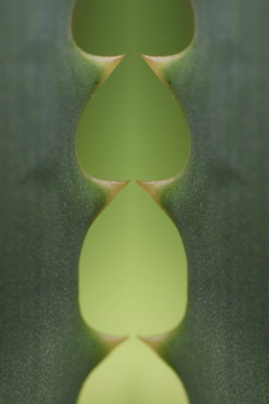 *