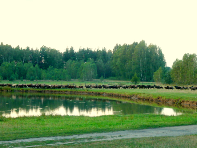200 owiec