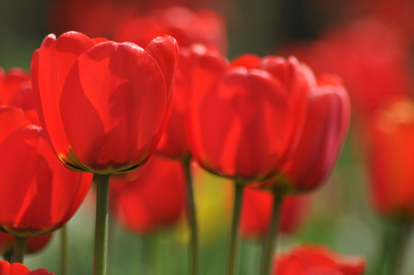 Tulipany
