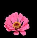 cynia