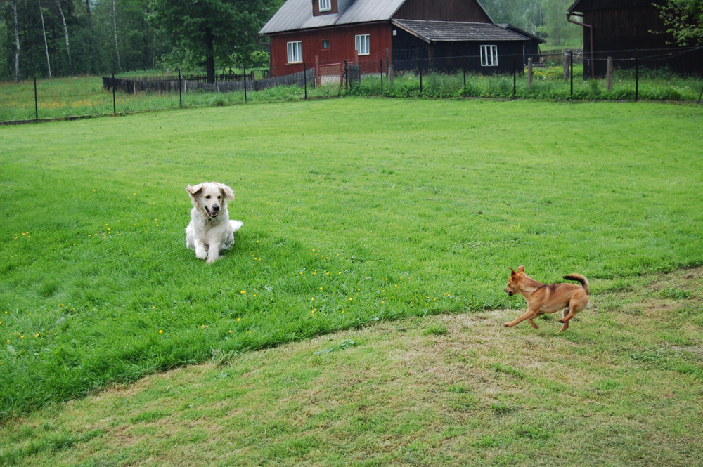 do biegu