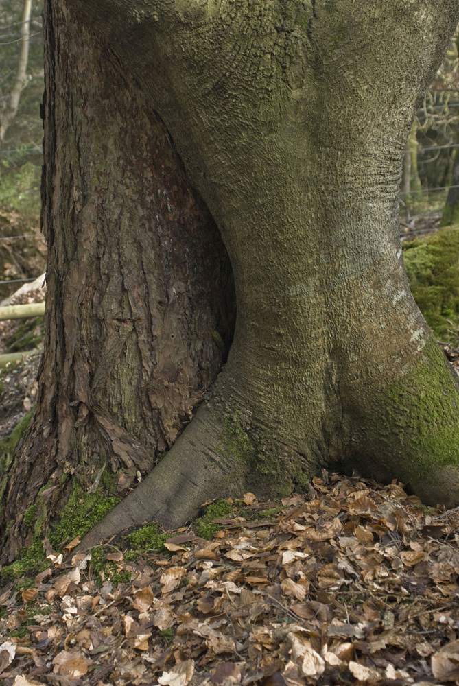 Natura