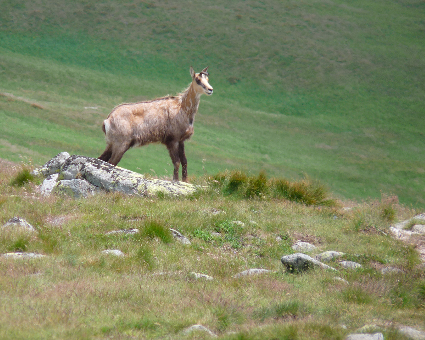 Niżne Tatry 2010.07.22  1