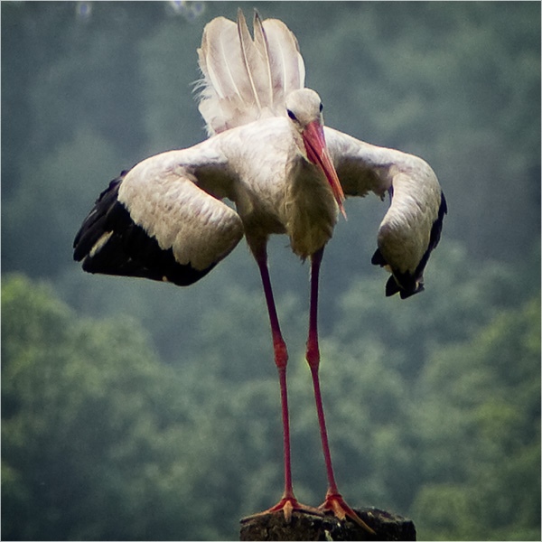 Primabalerina