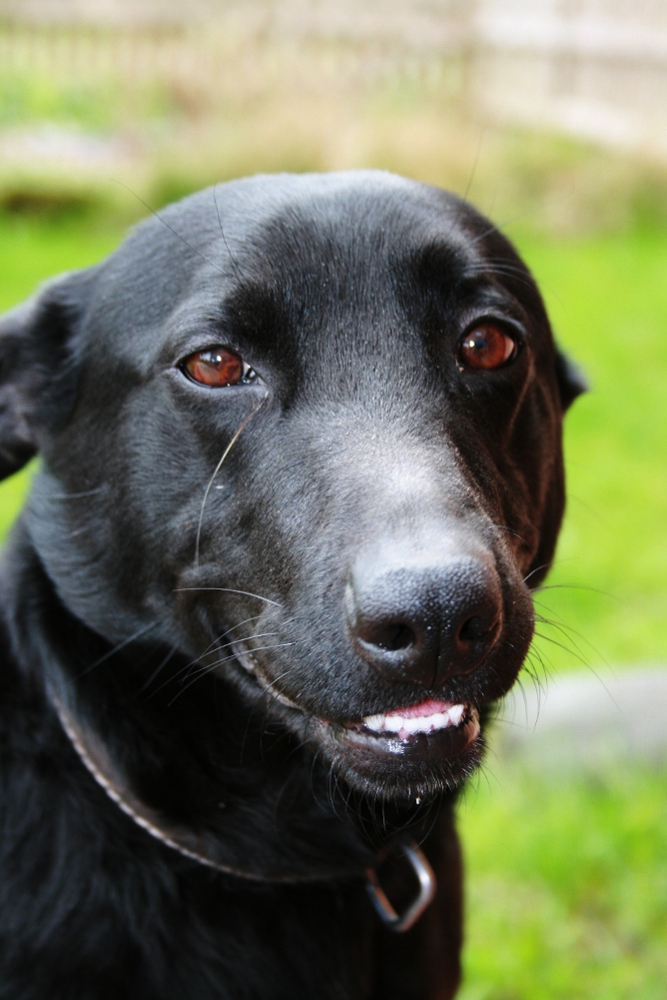 Tobi