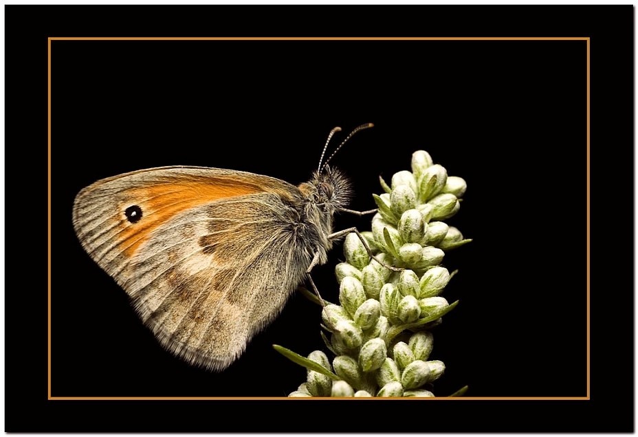 być jak motyl