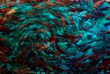...fishes whirlpool