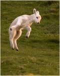 hopsasa :D