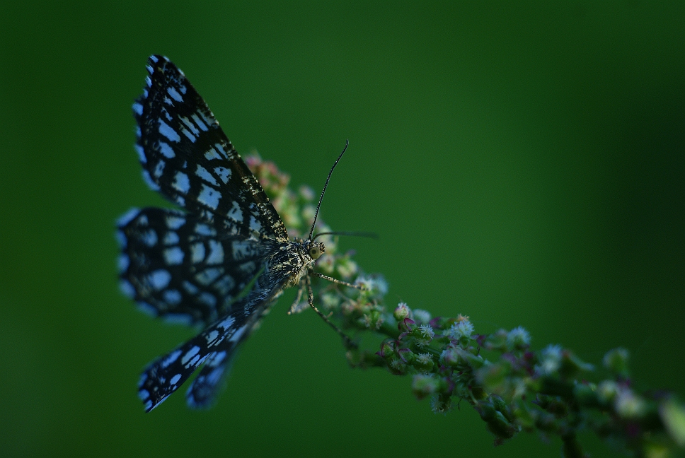 Motyl