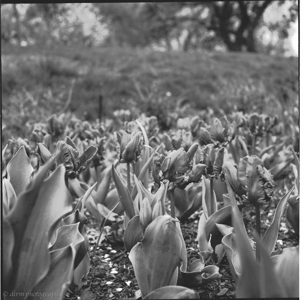 tulipany