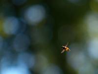 insektopter ;)