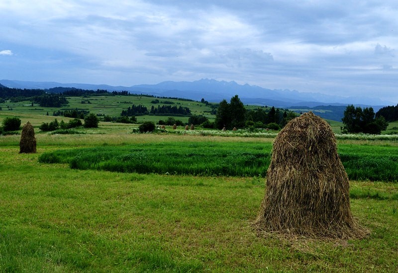 Podpienińska łąka