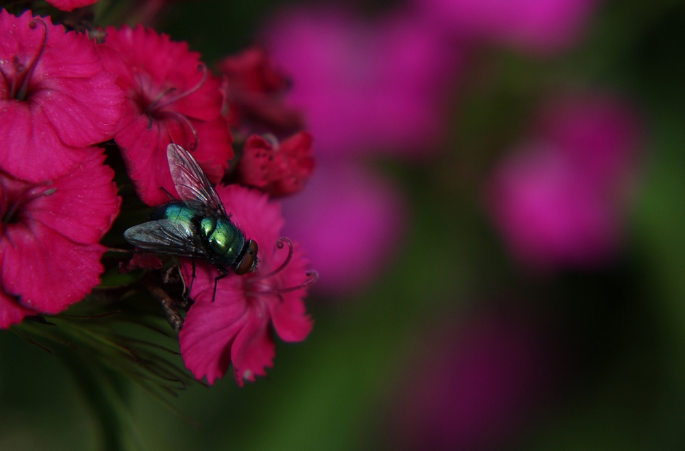 Bzzzzz