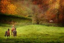 Salthrop Park
