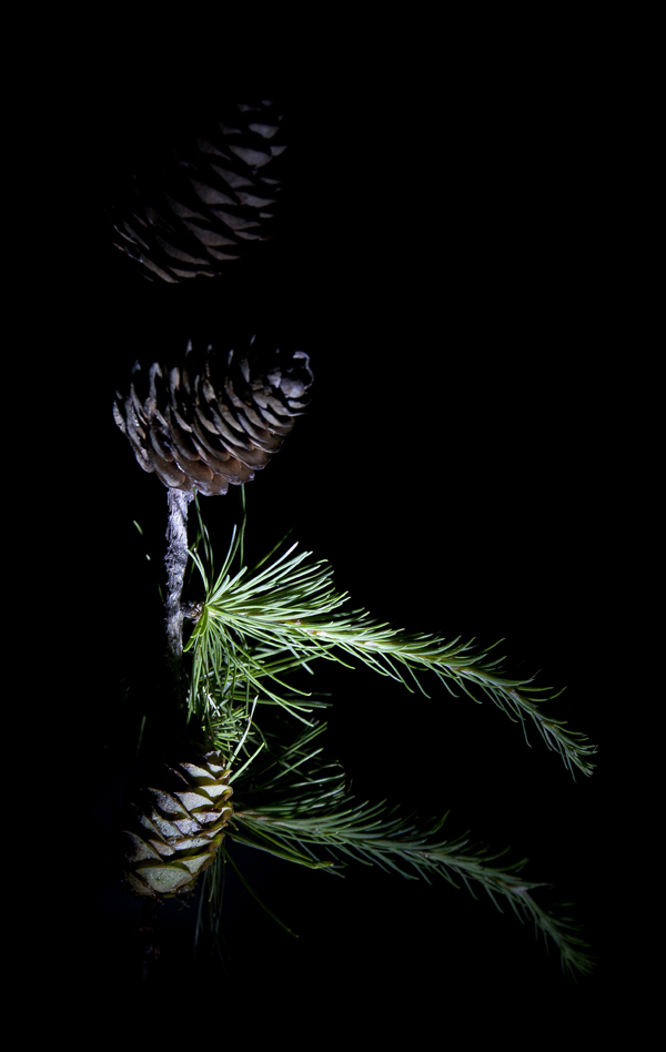 nocą