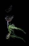 nocą