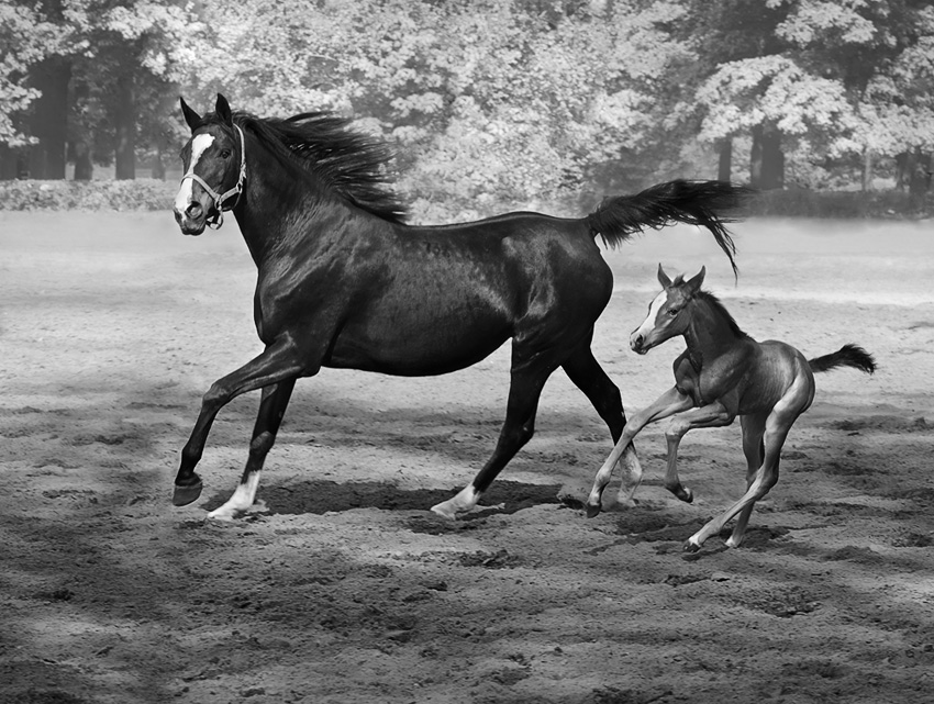 wersja MONO