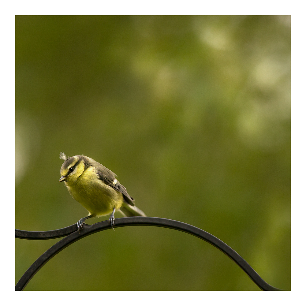 Punk  Tit