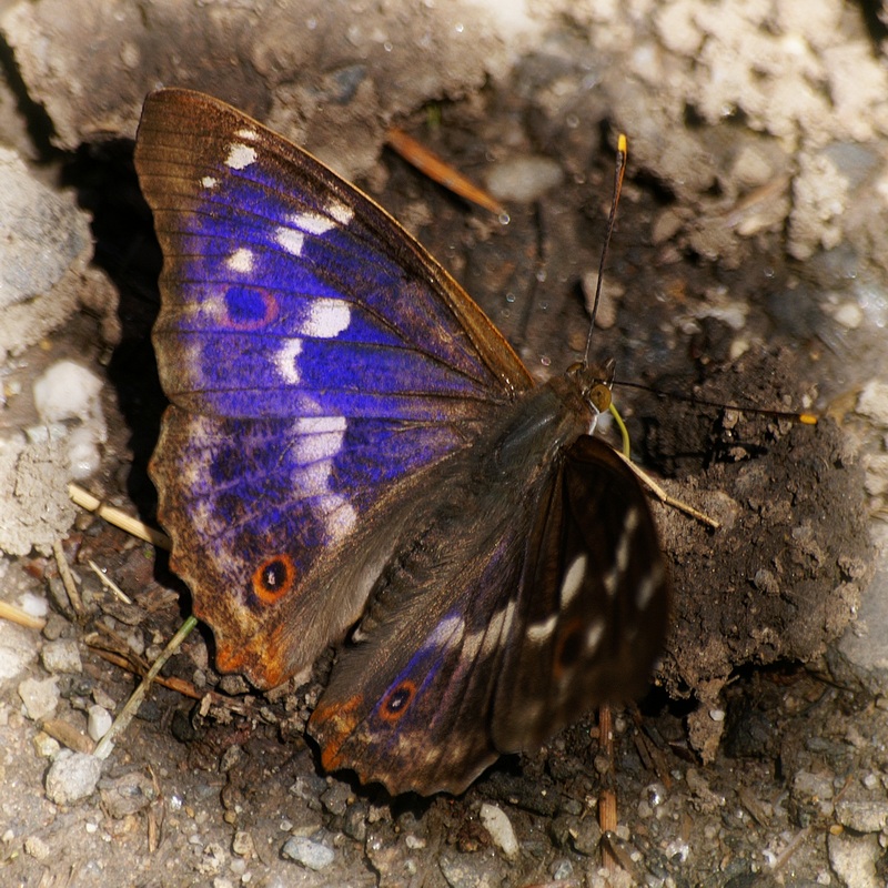 mieni sie