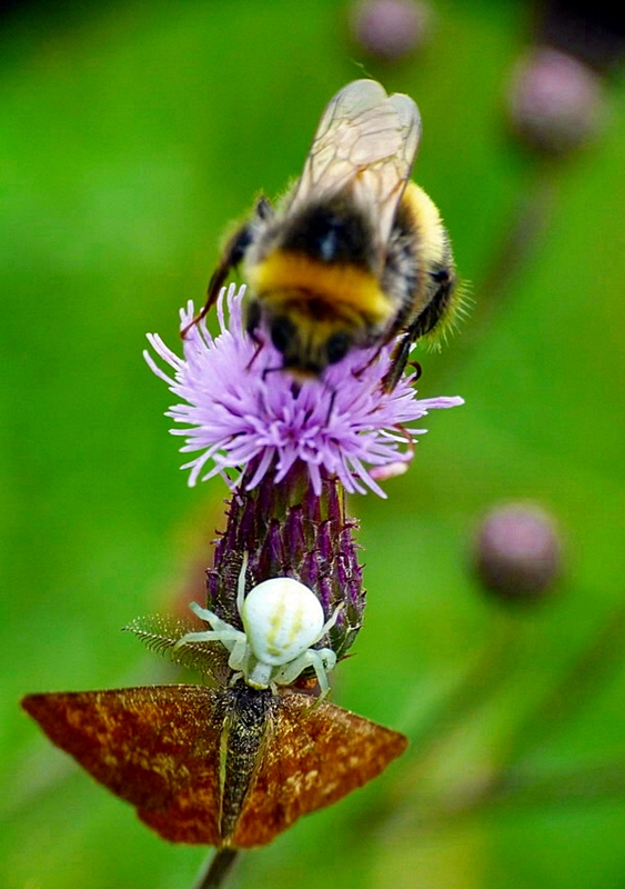 Kwietnik, motyl i trzmiel