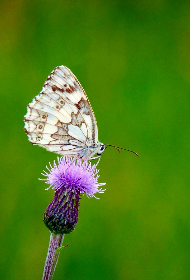 Motyl
