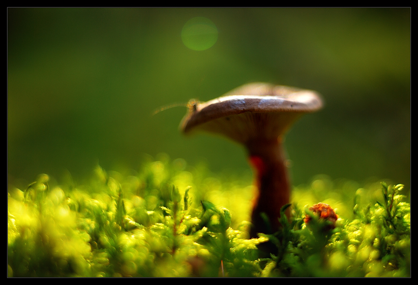 Spirits Of The Forest...