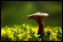 Spirits Of The Forest...