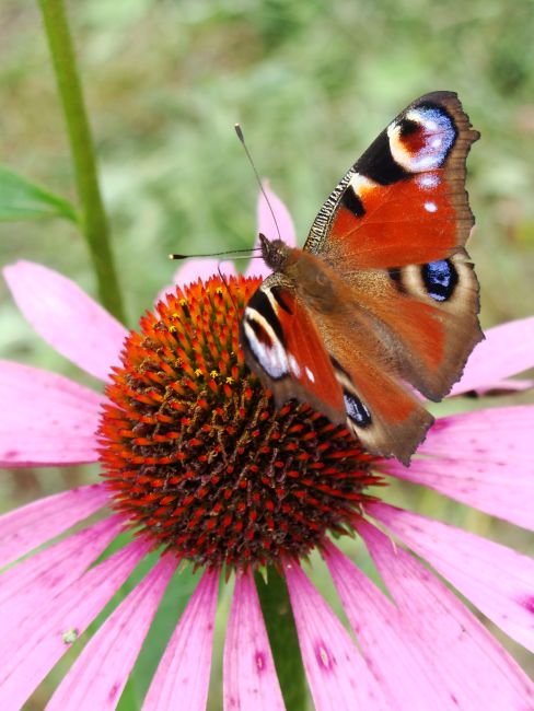 Motyl