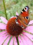 Motyl
