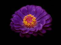 Cynia