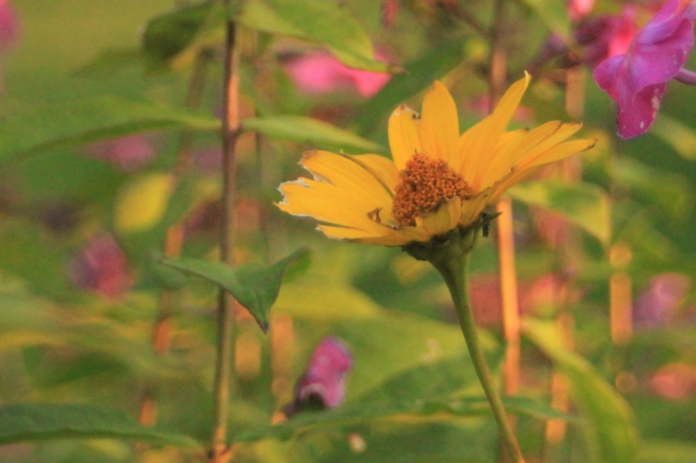 Heliopsis helianthoides
