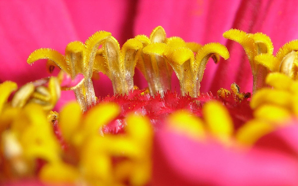 Cynia