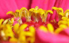 Cynia