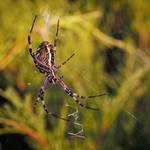 Argiope bruennichi