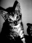 Lola