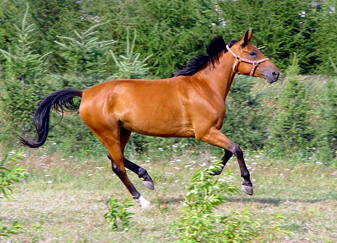 Tekila