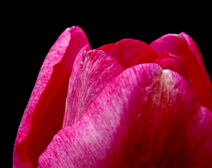 TuliPan