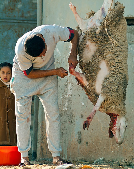 Bon mouton 3