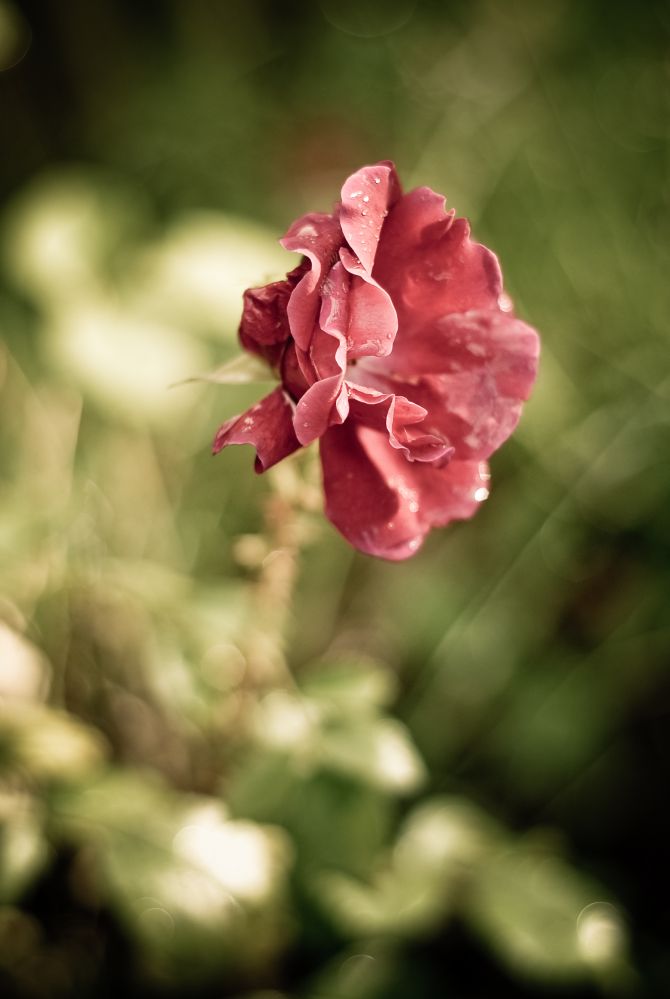 rosa