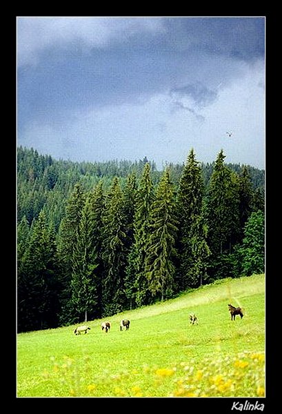  W Bukowinie zycie płynie ...